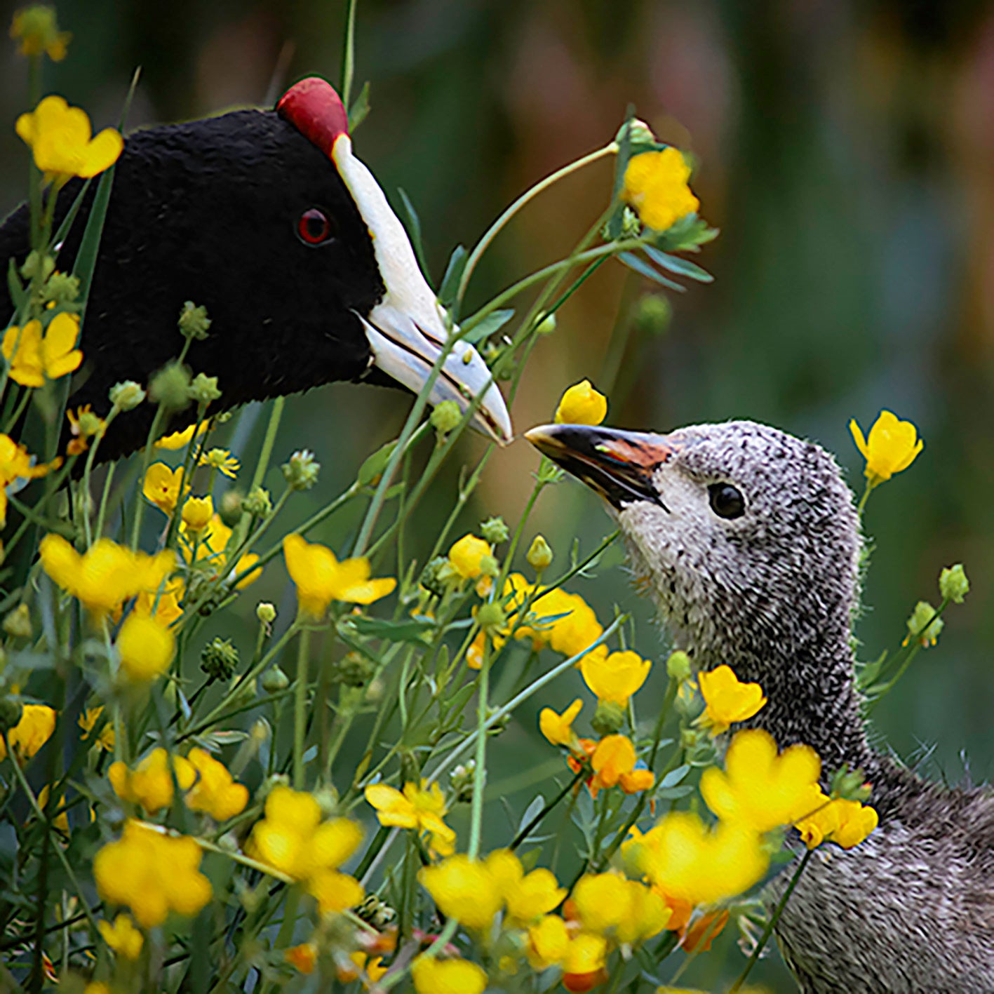 Mother's Love