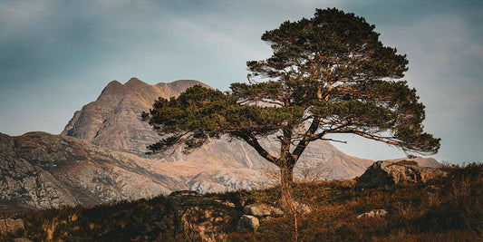 The Loch Maree Tree