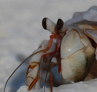The Shell Seeker