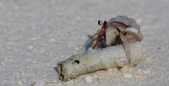 The Shell Seeker