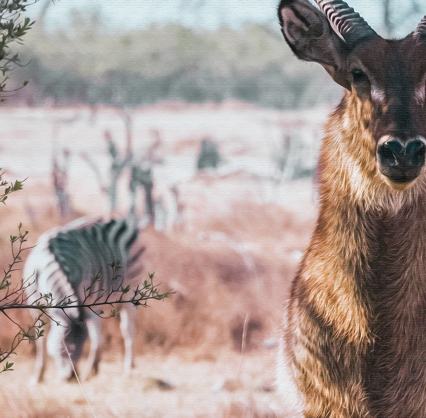 The Watchful Waterbuck