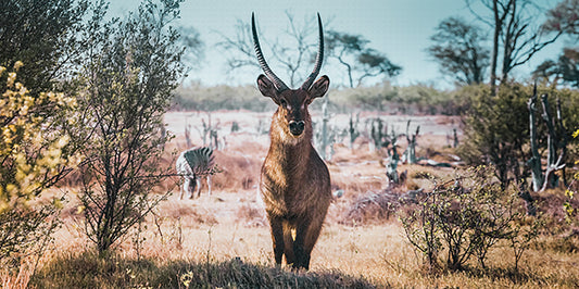 The Watchful Waterbuck