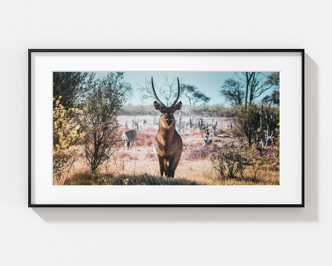 The Watchful Waterbuck