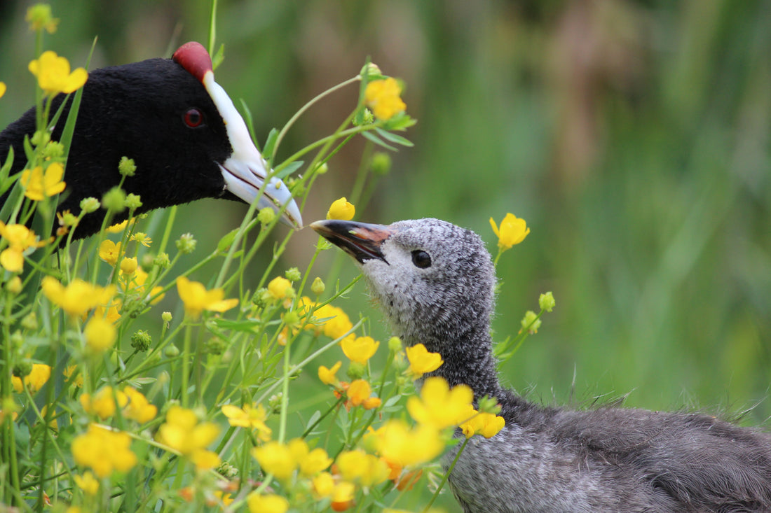 The Emergence of 'Meral in the Wild'