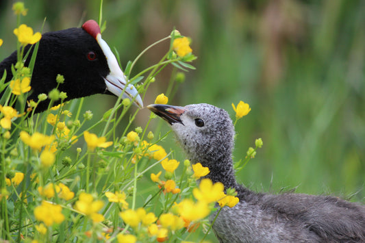 The Emergence of 'Meral in the Wild'