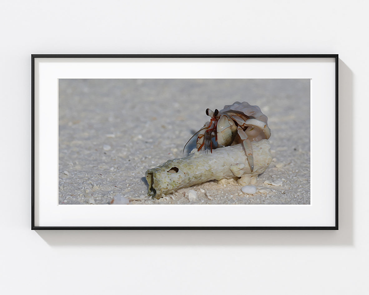 The Shell Seeker