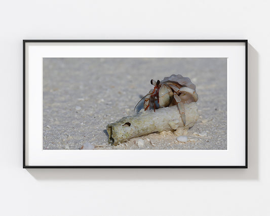 The Shell Seeker