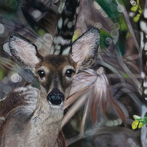 The Curious Gaze